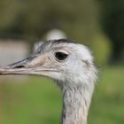 Das EMU