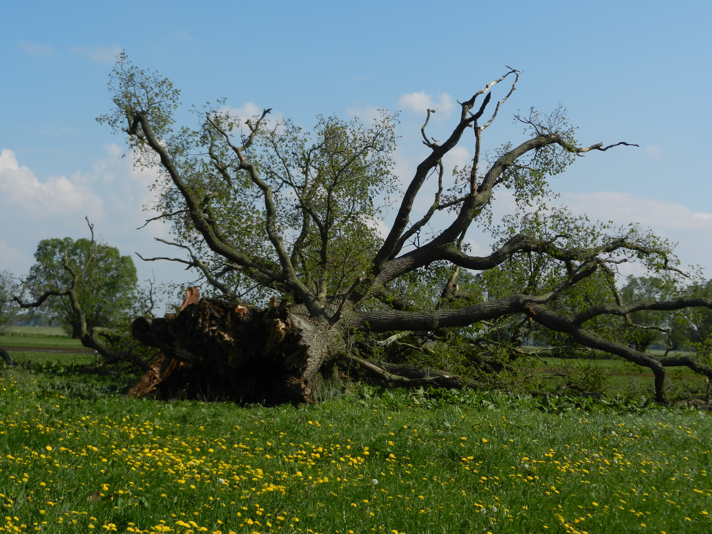 Das Ende der alten Eiche