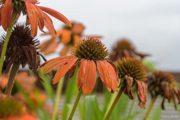 Das Ende der Blütenpracht