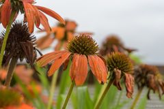 Das Ende der Blütenpracht