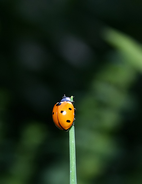 Das Ende Der Fahnenstange Foto Bild Tiere Wildlife Insekten Bilder Auf Fotocommunity