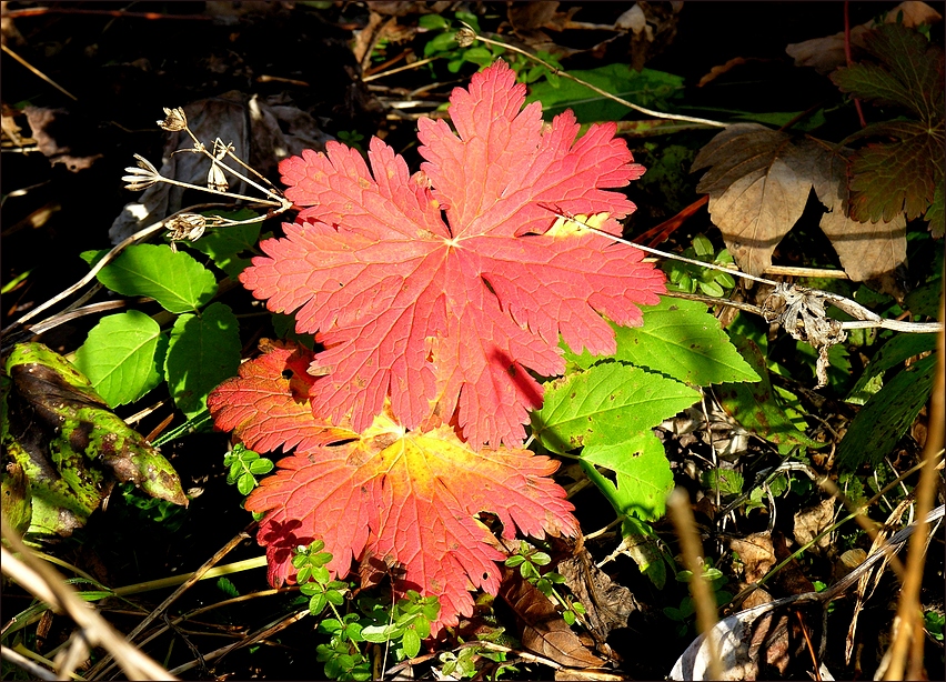 Das Ende der Herbstfarben