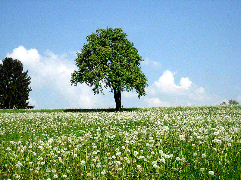 Das Ende der Löwenzahnblüte