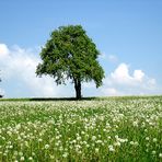 Das Ende der Löwenzahnblüte