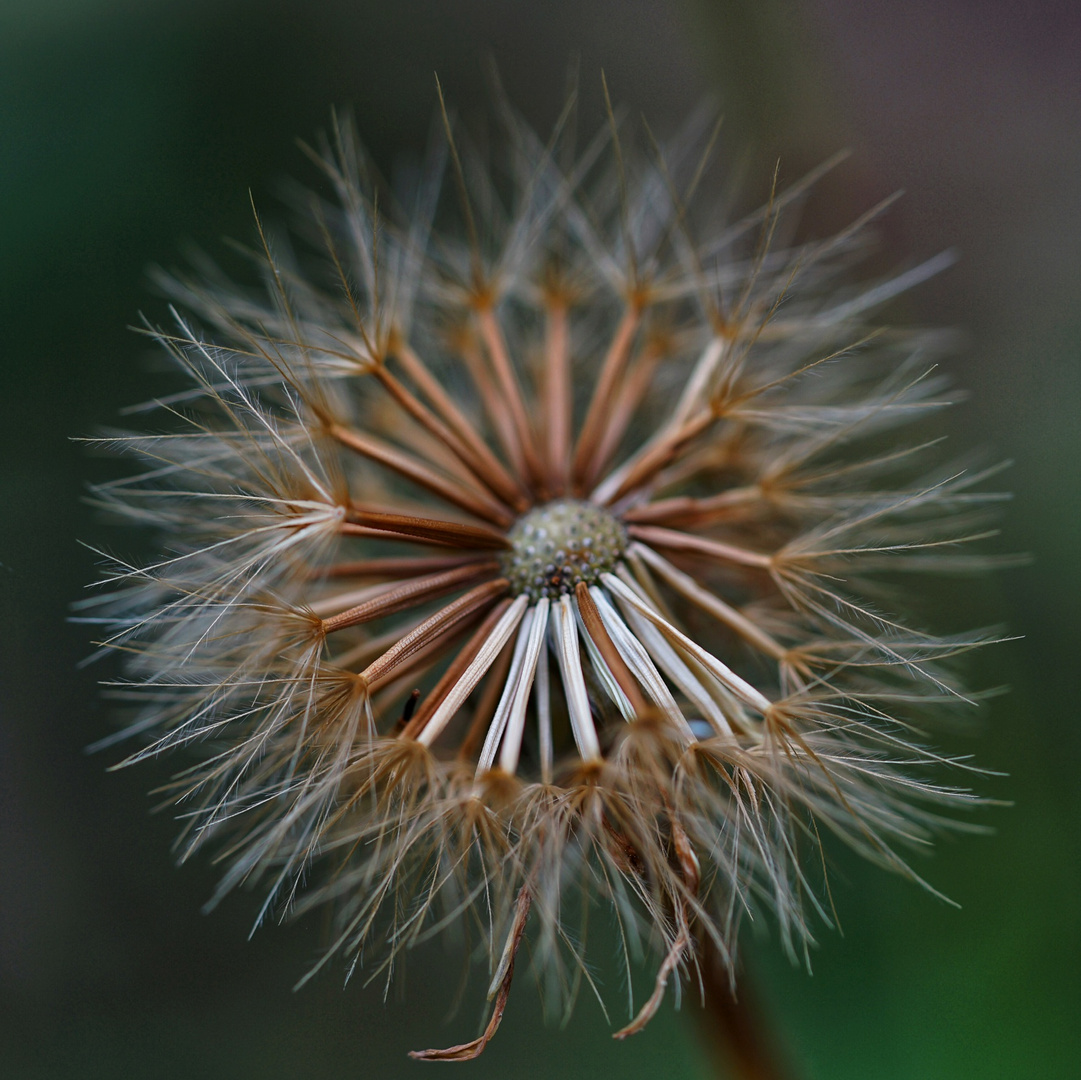 Das Ende der Pusteblume