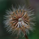 Das Ende der Pusteblume