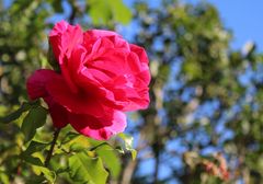 das Ende der Rosenblütenzeit naht