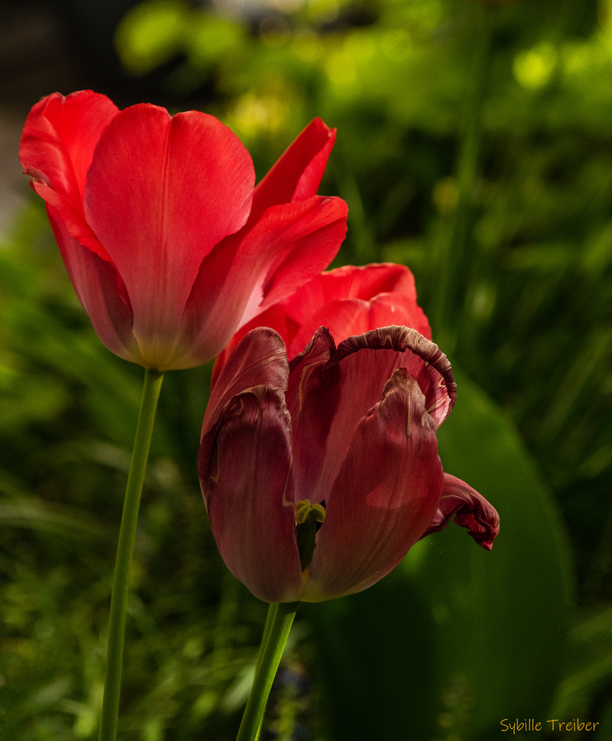 Das Ende der Tulpensaison