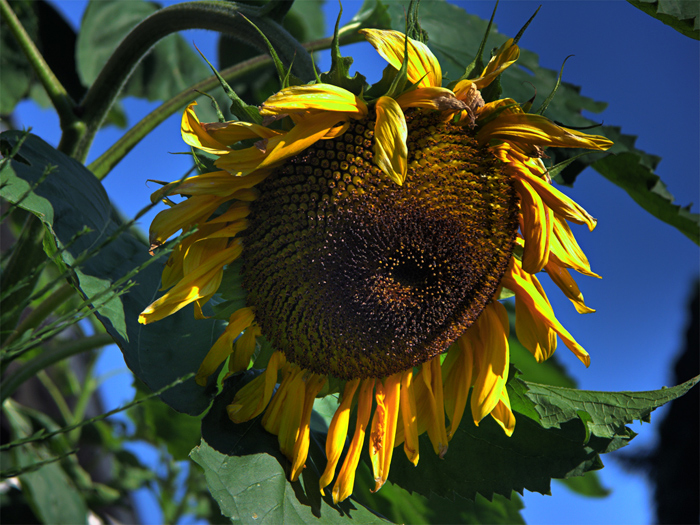 Das Ende (des Sommers...) naht...