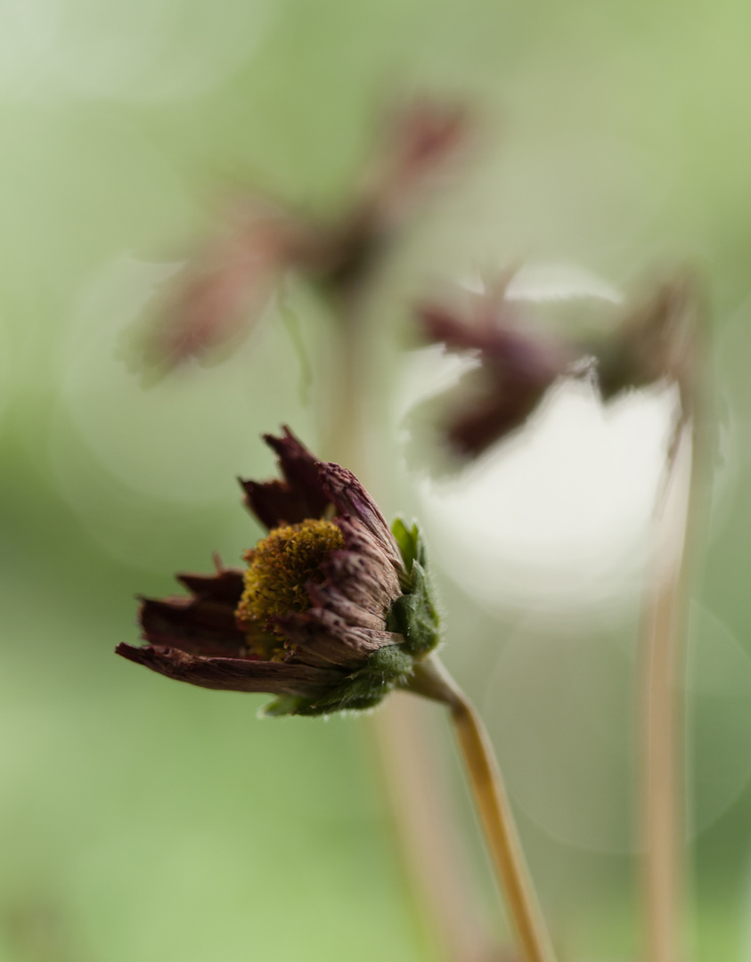 Das Ende einer Blüte