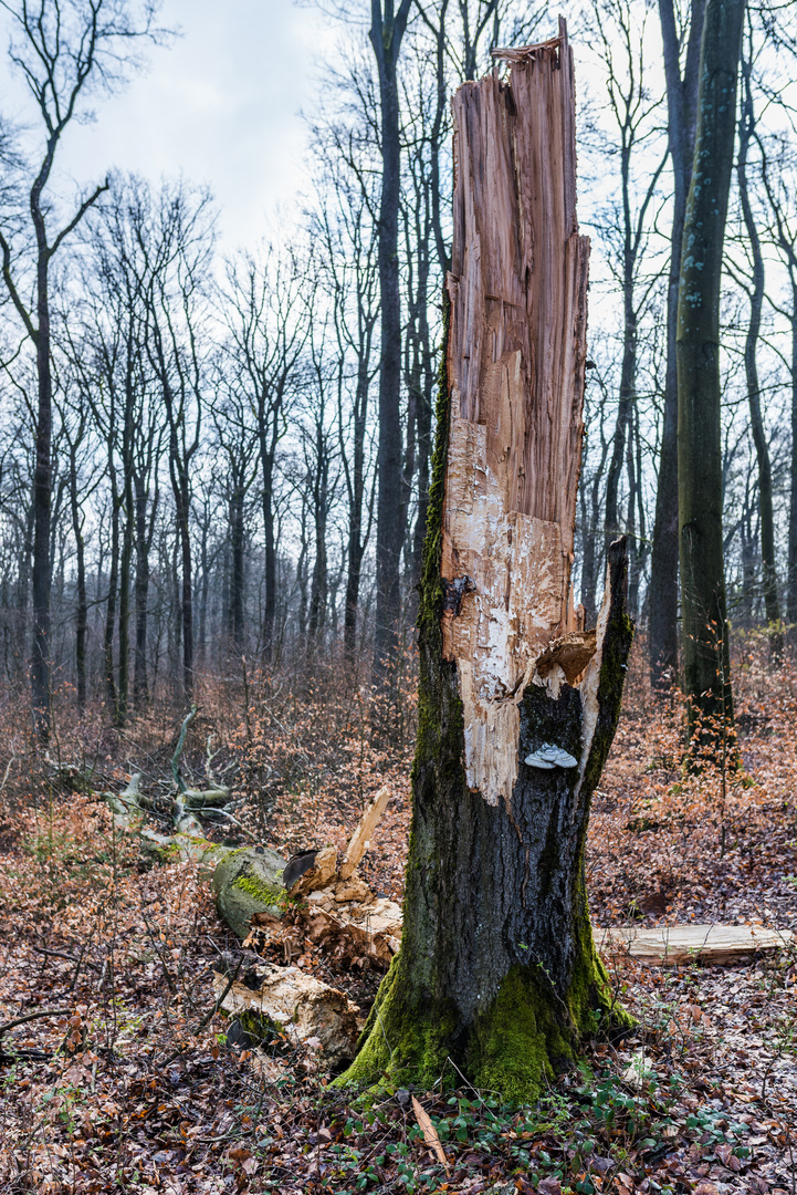 Das Ende einer Buche