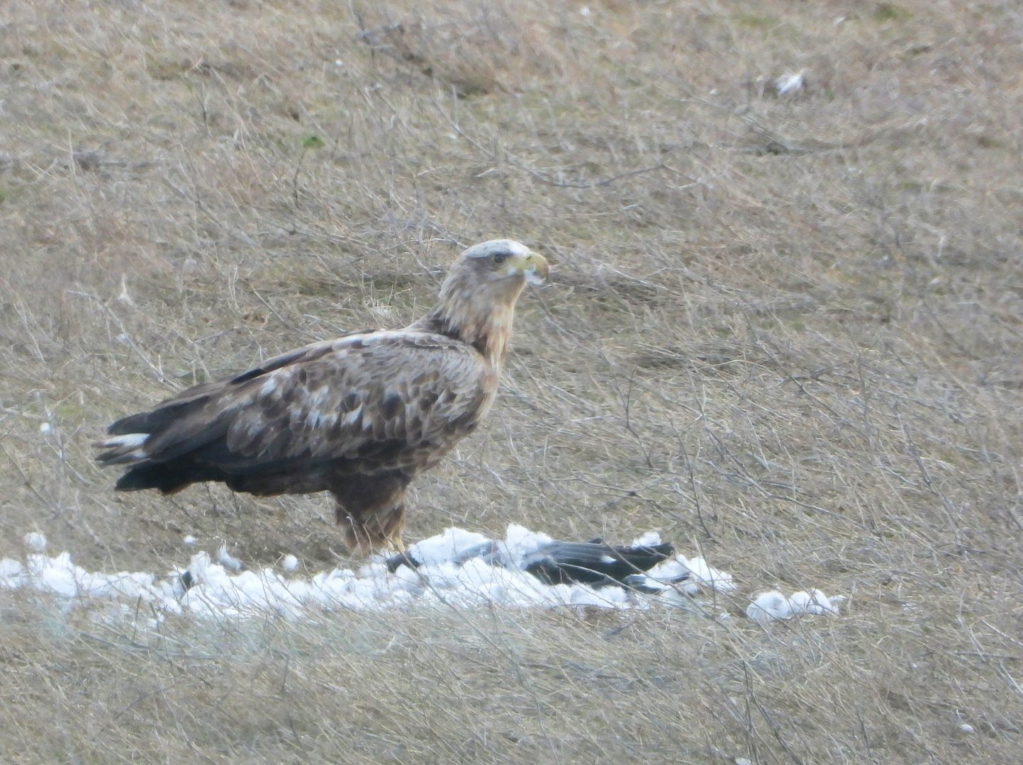 Das Ende einer Gans