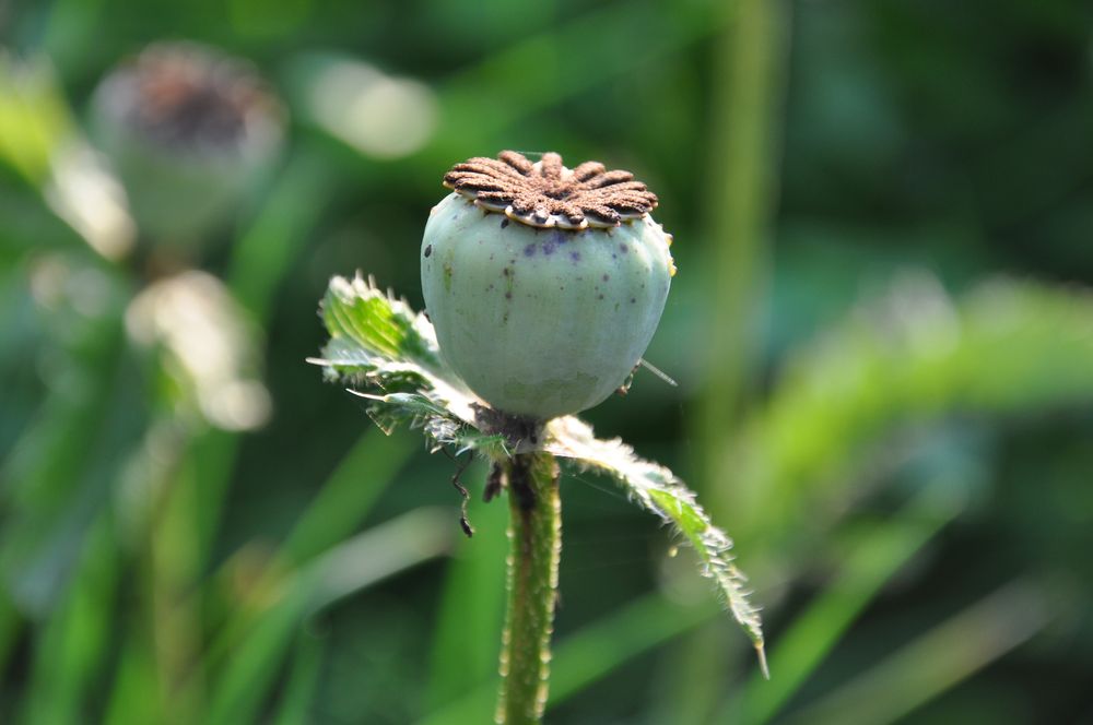 Das Ende einer Mohnblume