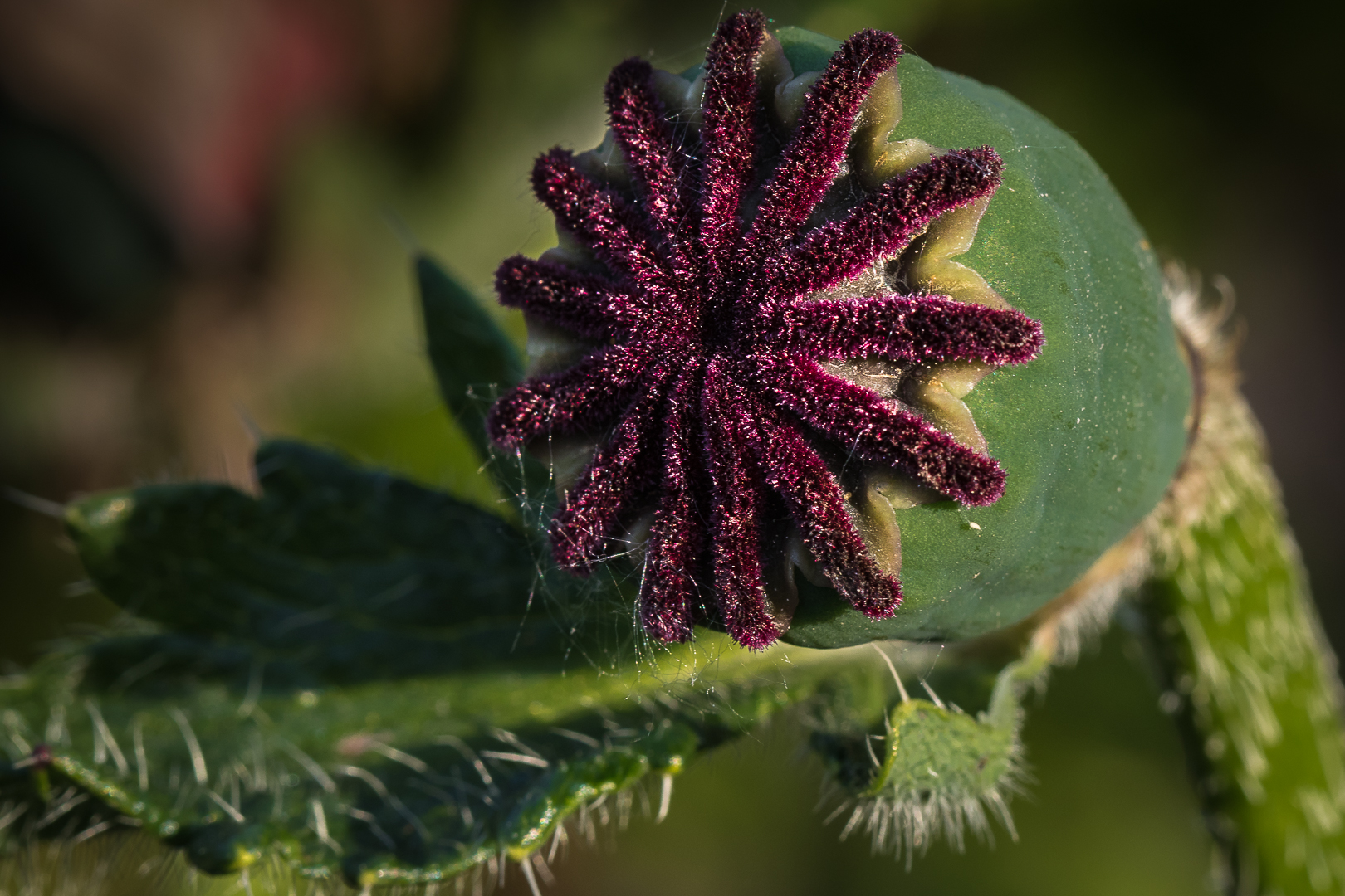 Das Ende einer Mohnblume