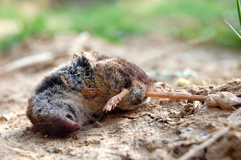 das Ende einer Spitzmaus