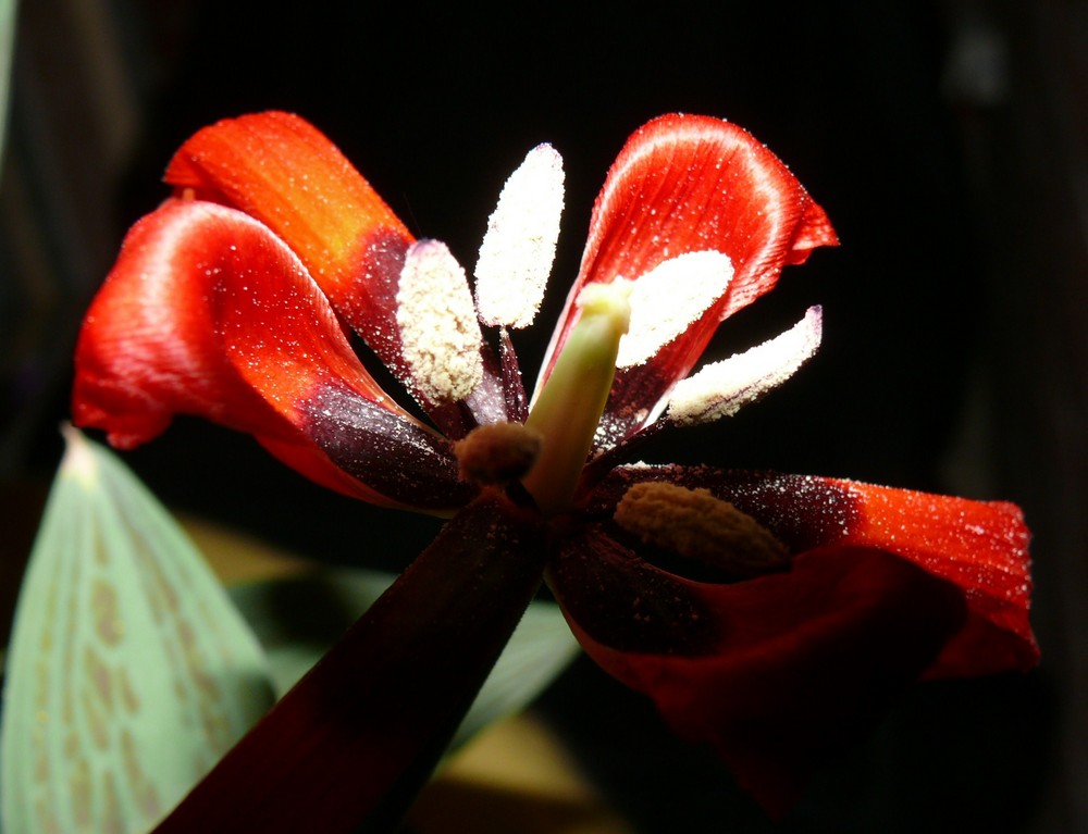 Das Ende einer Tulpe (2)