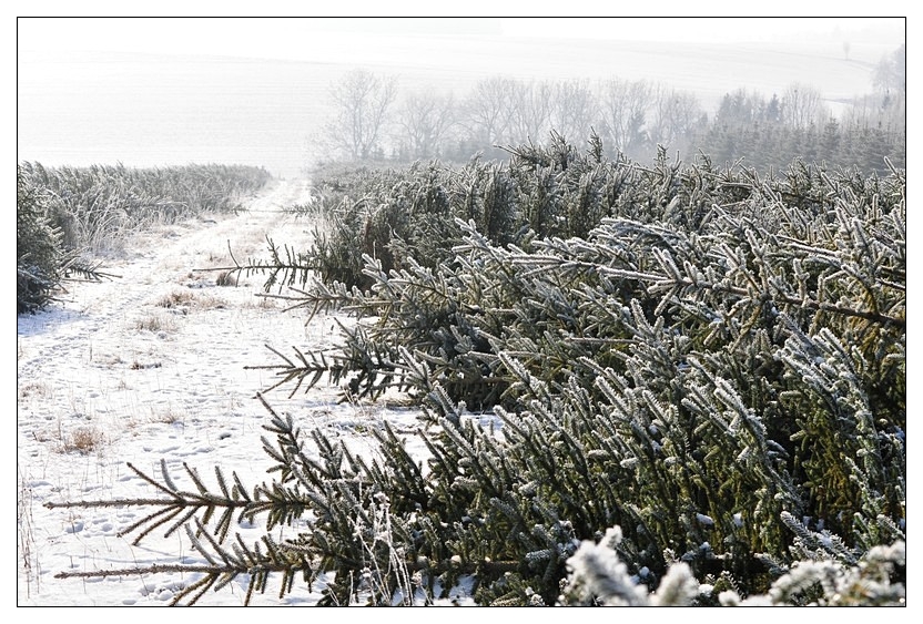 das Ende einer Weihnachtsbaum-Ära