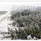 das Ende einer Weihnachtsbaum-Ära