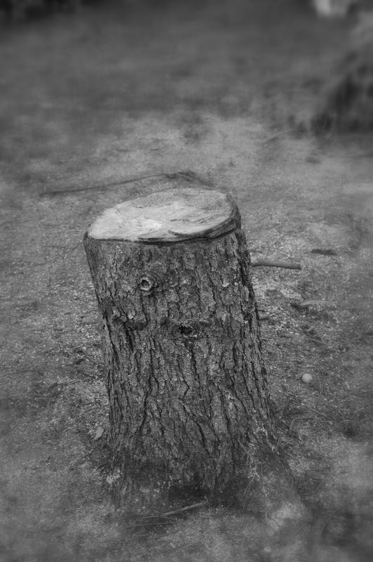 Das Ende eines Baumes... ?!?[K]