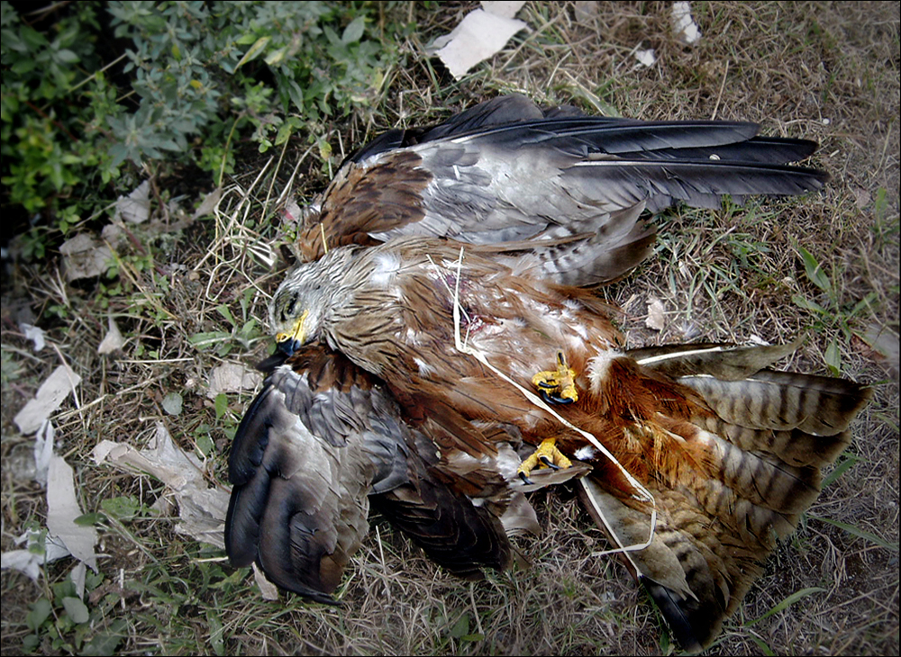 Das Ende eines Höhenflugs.