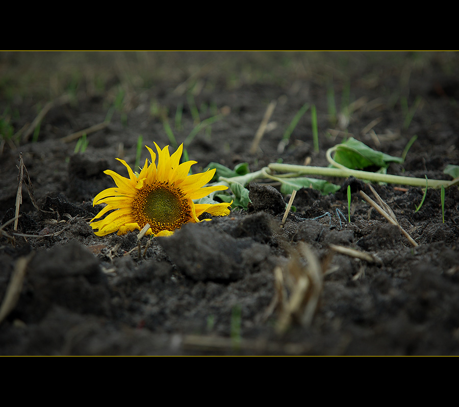 Das Ende eines Sommers