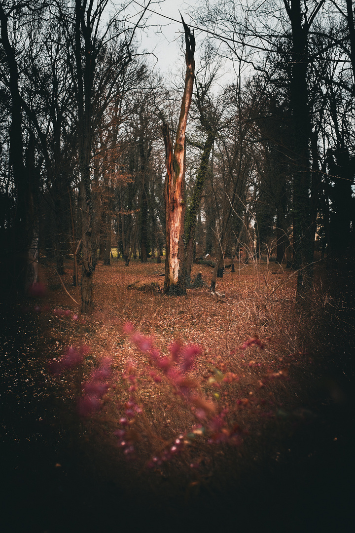 Das Ende eines stattlichen Baumes