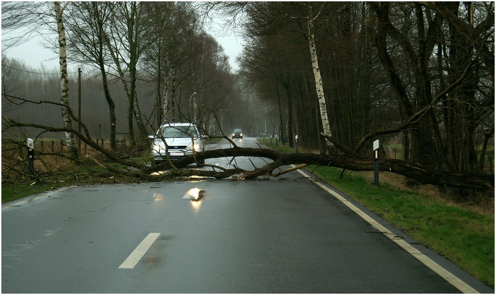 Das Ende vom Baum...