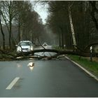 Das Ende vom Baum...