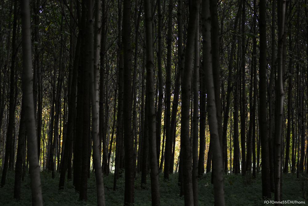 Das Ende vom Düsternwald