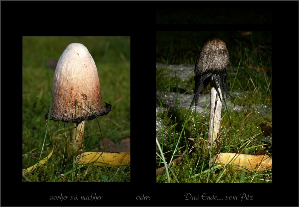 Das Ende... vom Pilz