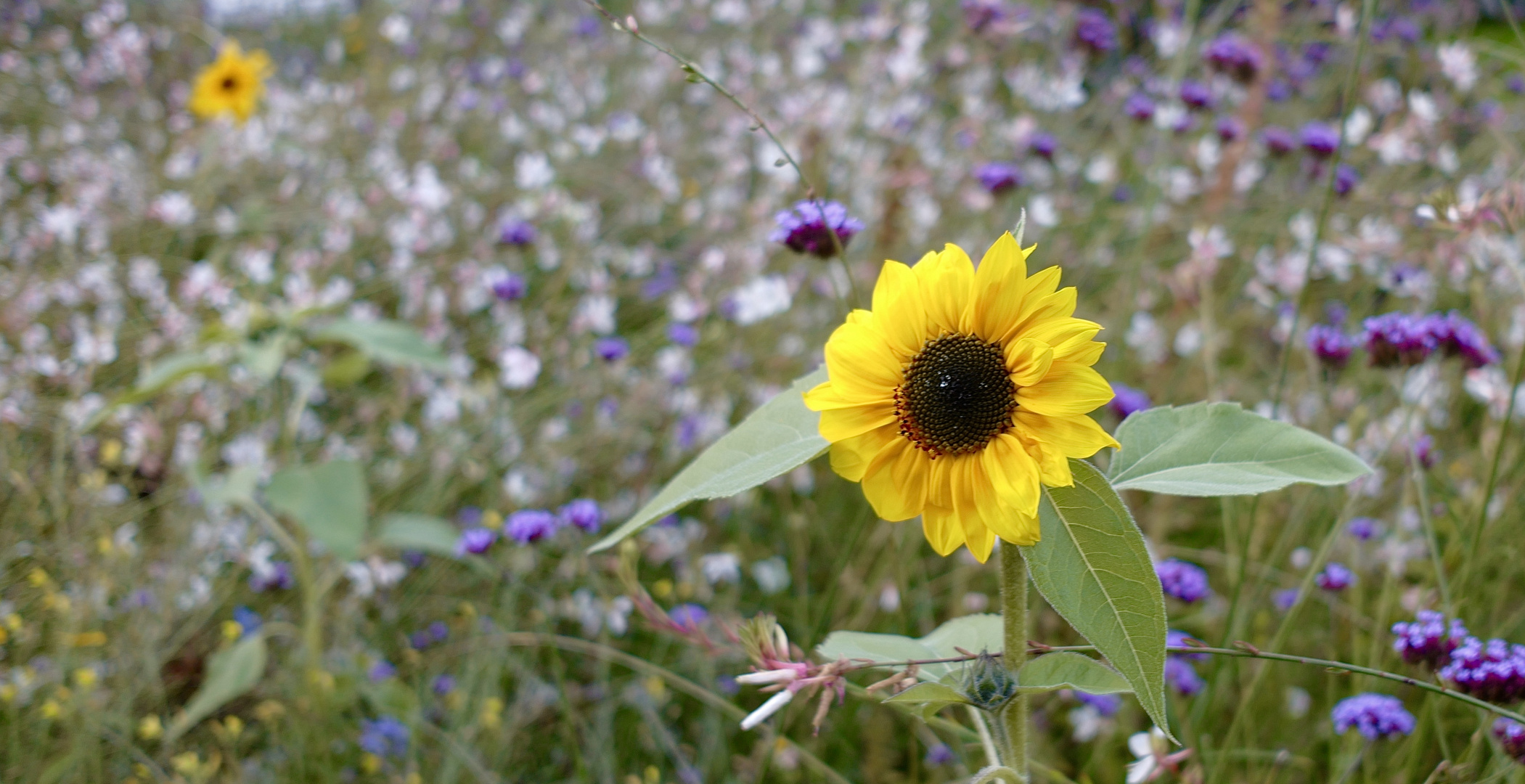 das-ende-vom-sommer-sonnenblumenfoto