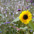 das-ende-vom-sommer-sonnenblumenfoto