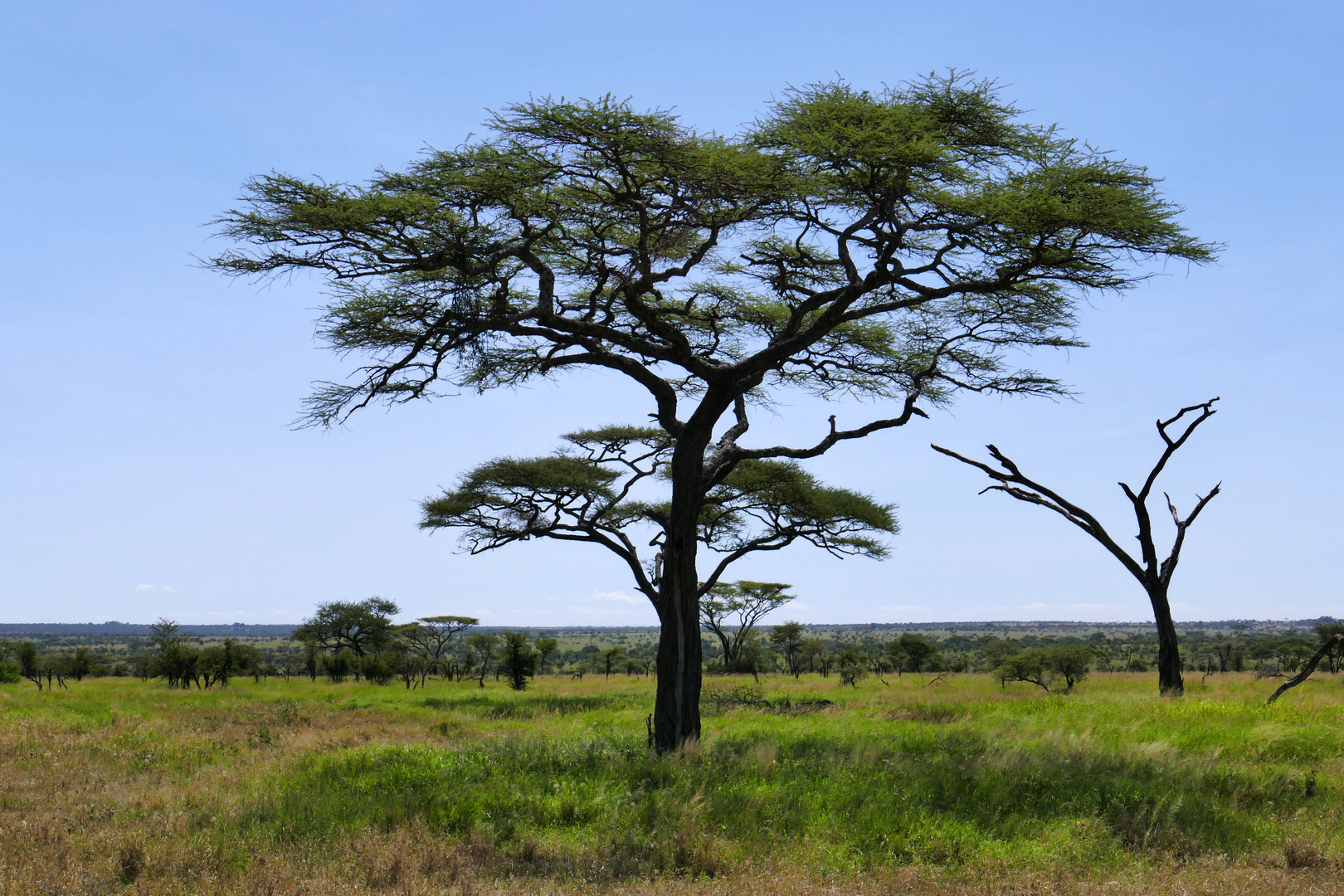 ...das endlose Land - die Serengeti...