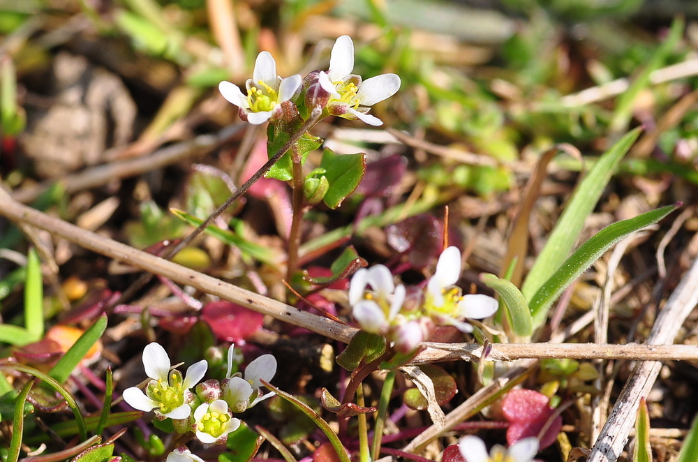 Das Englische Löffelkraut (Cochlearia anglica)