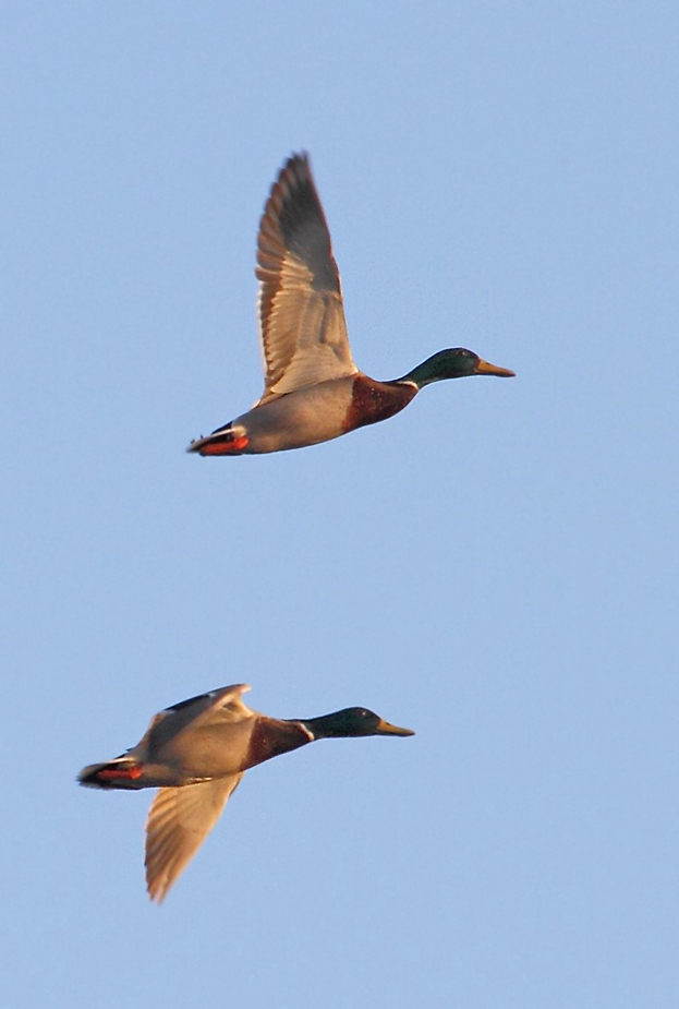 Das Enten - Doppel