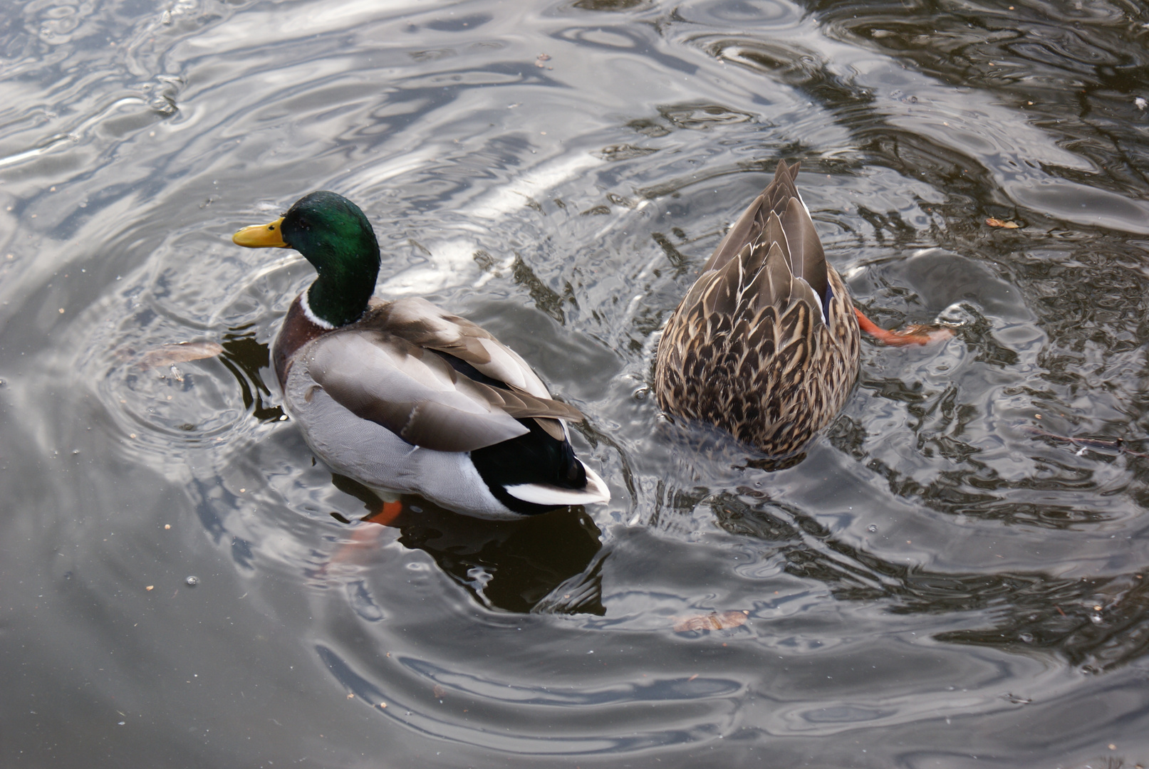 Das Enten- Paar