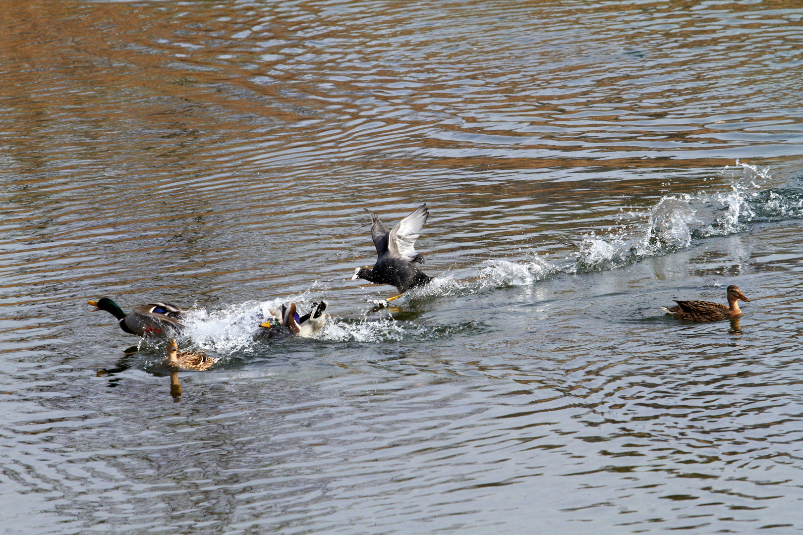 Das Enten Rennen