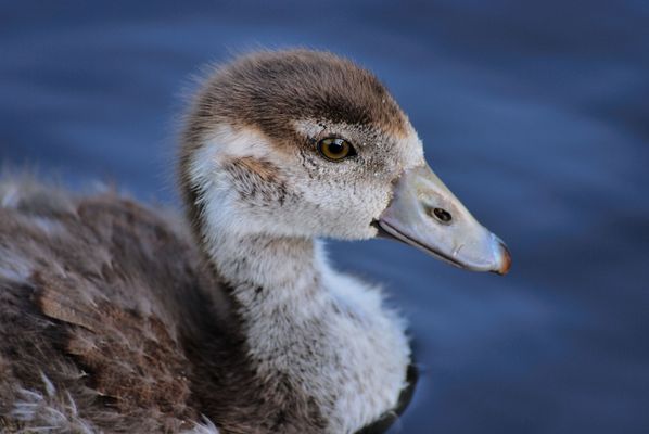 Das Entententenlein.