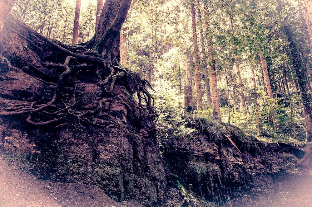 Das Erdenreich im Zauberwald