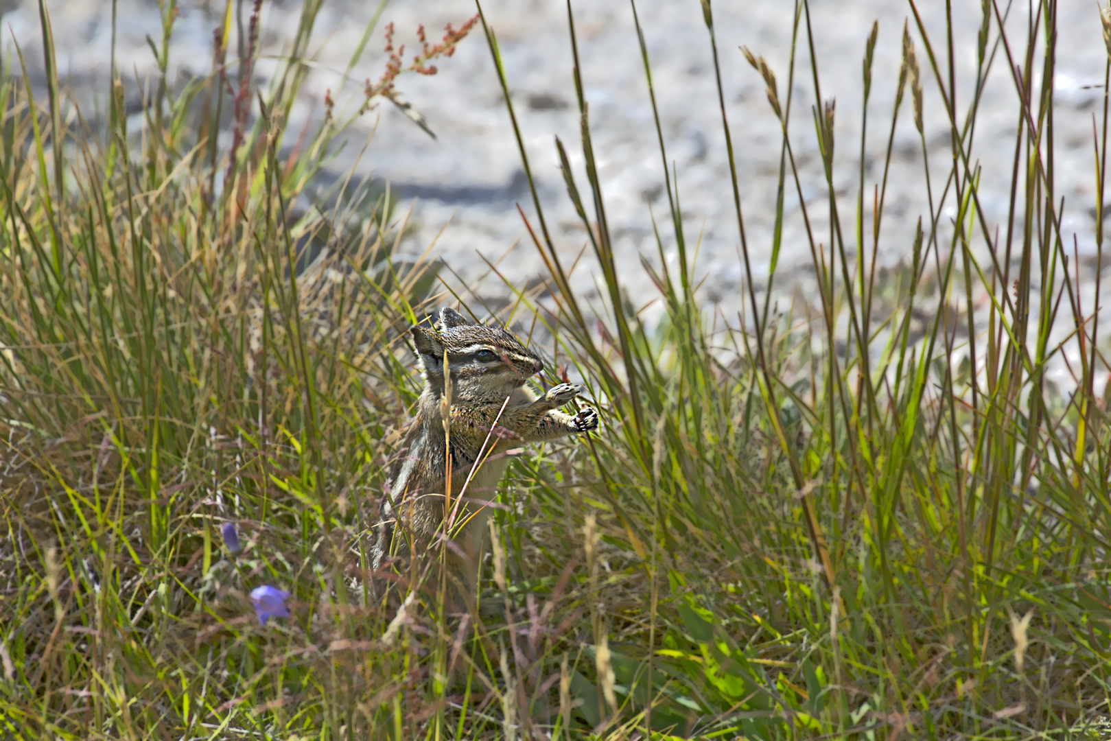 Das Erdhörnchen im Yellowstone