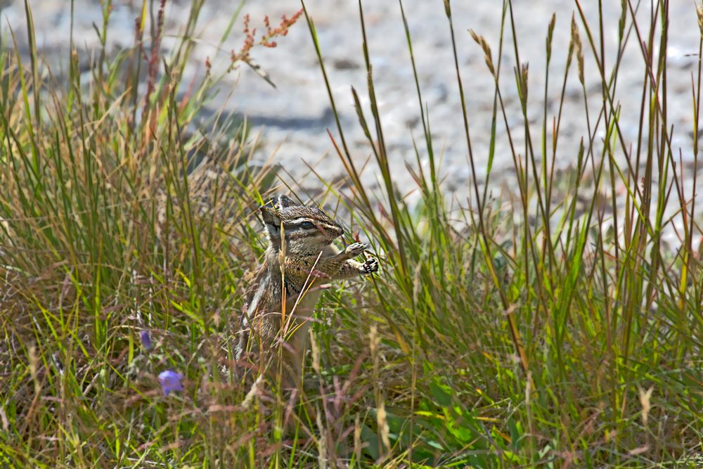 Das Erdhörnchen im Yellowstone