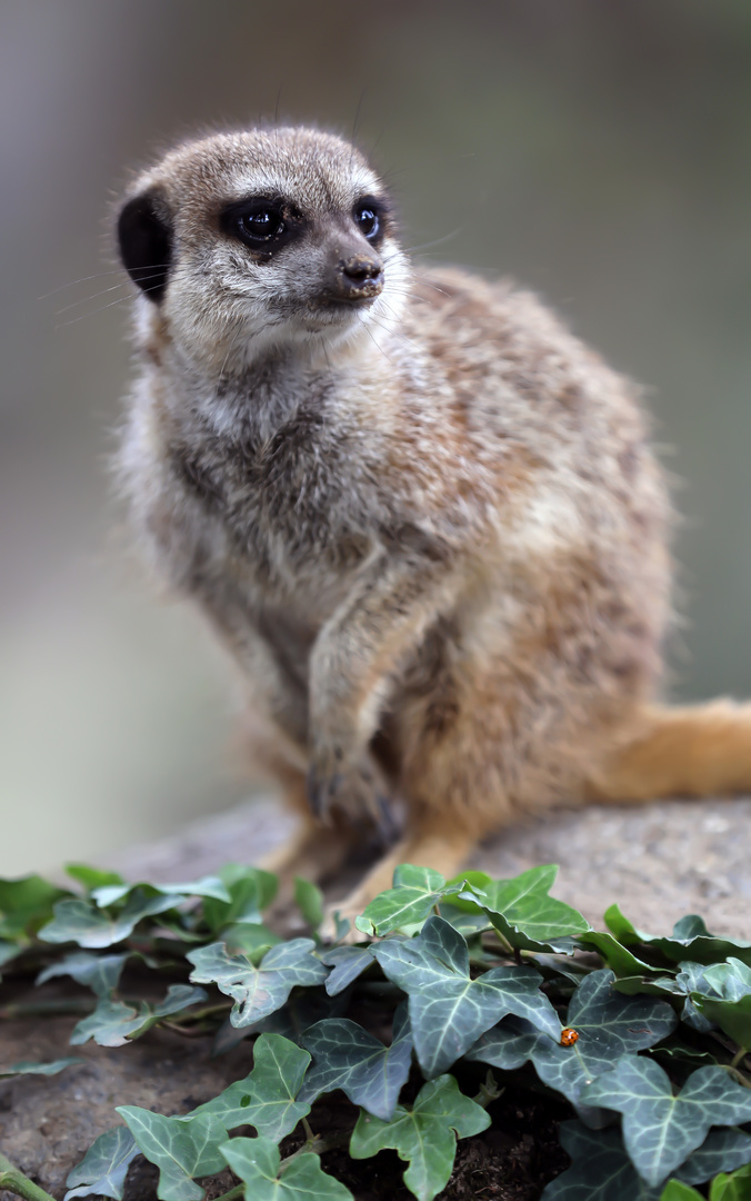 Das Erdmännchen ist immer wachsam