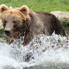 Das Erfrischungsbad