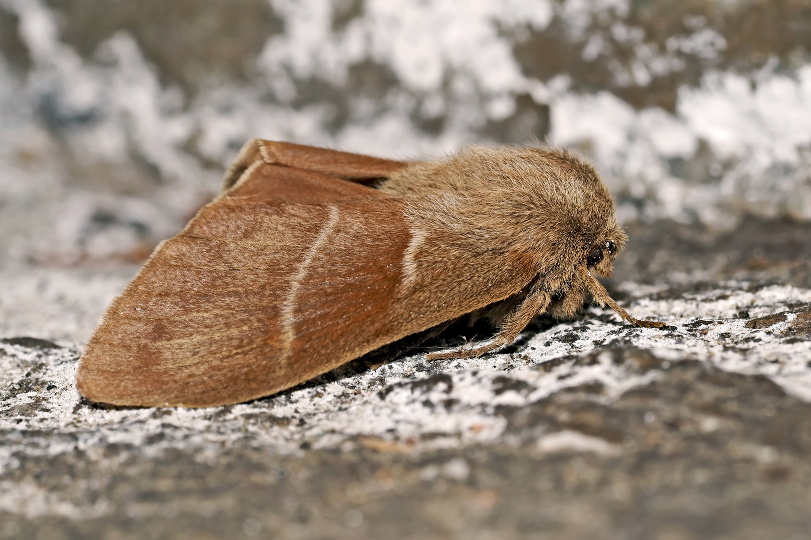 Das Ergebnis der Metamorphose: der fertige Brombeerspinner! - Macrothylacia rubi, le papillon! 