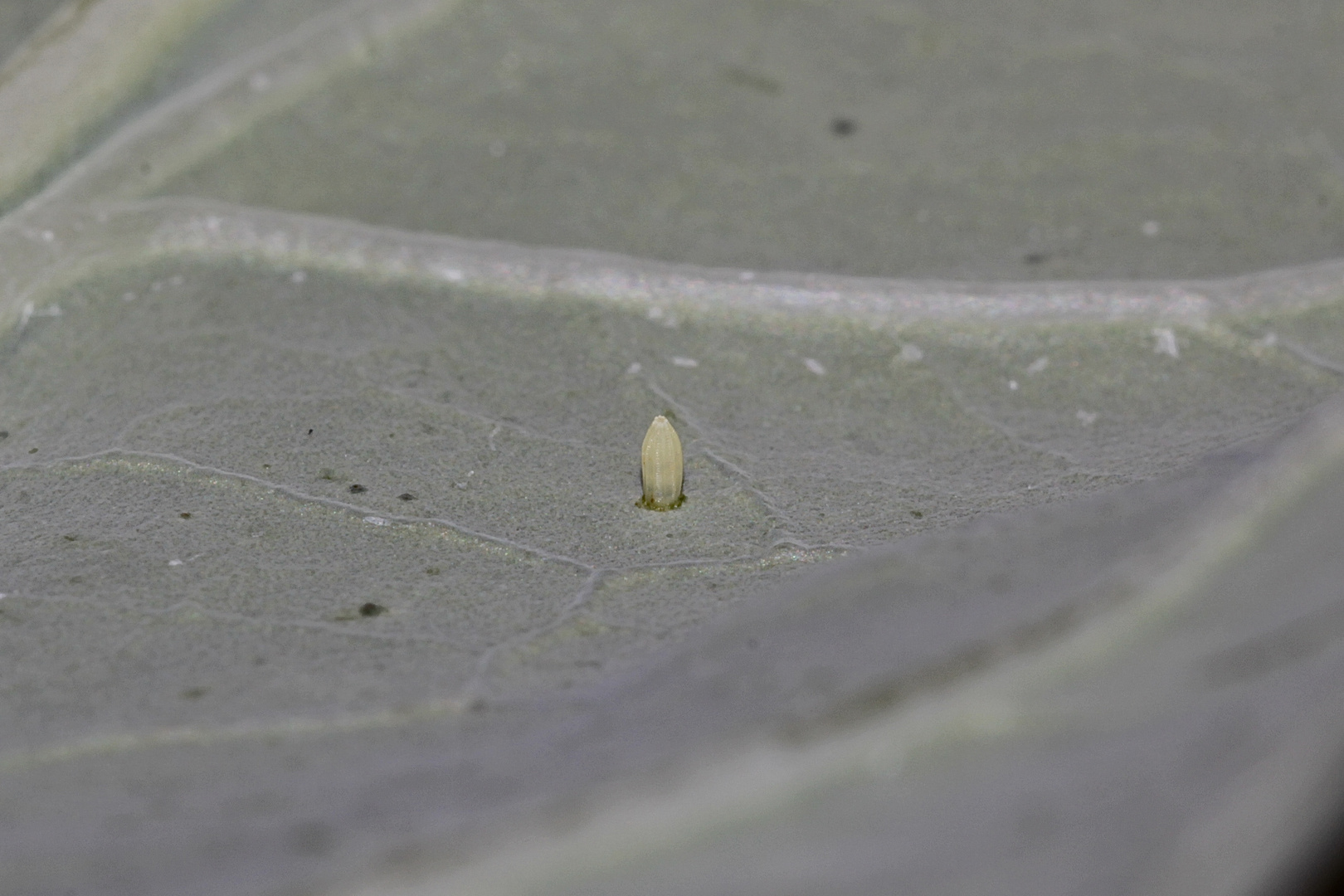 Das Ergebnis: Ei des Kleinen Kohlweißlings (Pieris rapae)