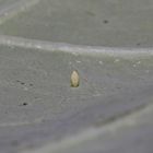 Das Ergebnis: Ei des Kleinen Kohlweißlings (Pieris rapae)