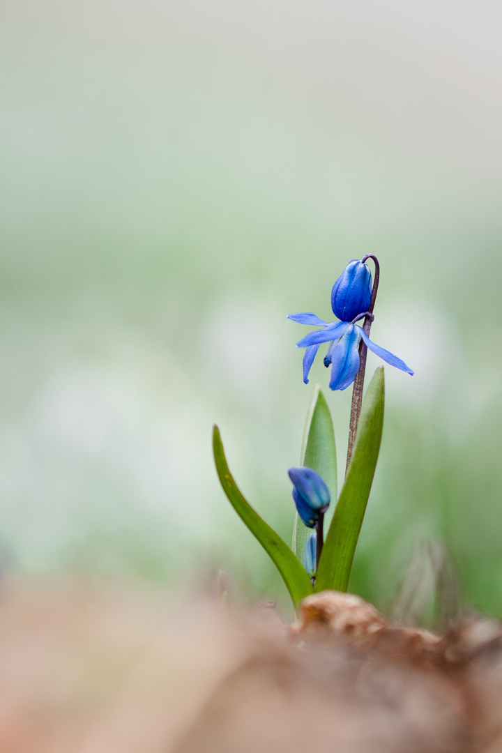 Das erst Blau