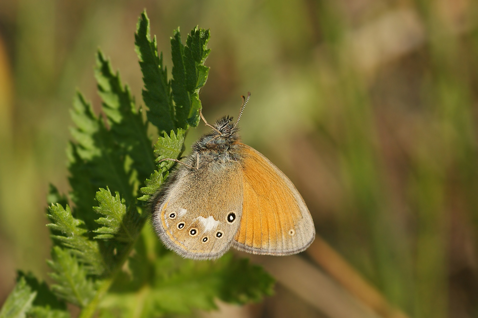 Das erste 2012, Rostbraunes Wiesenvögelchen (Coenonympha glycerion)