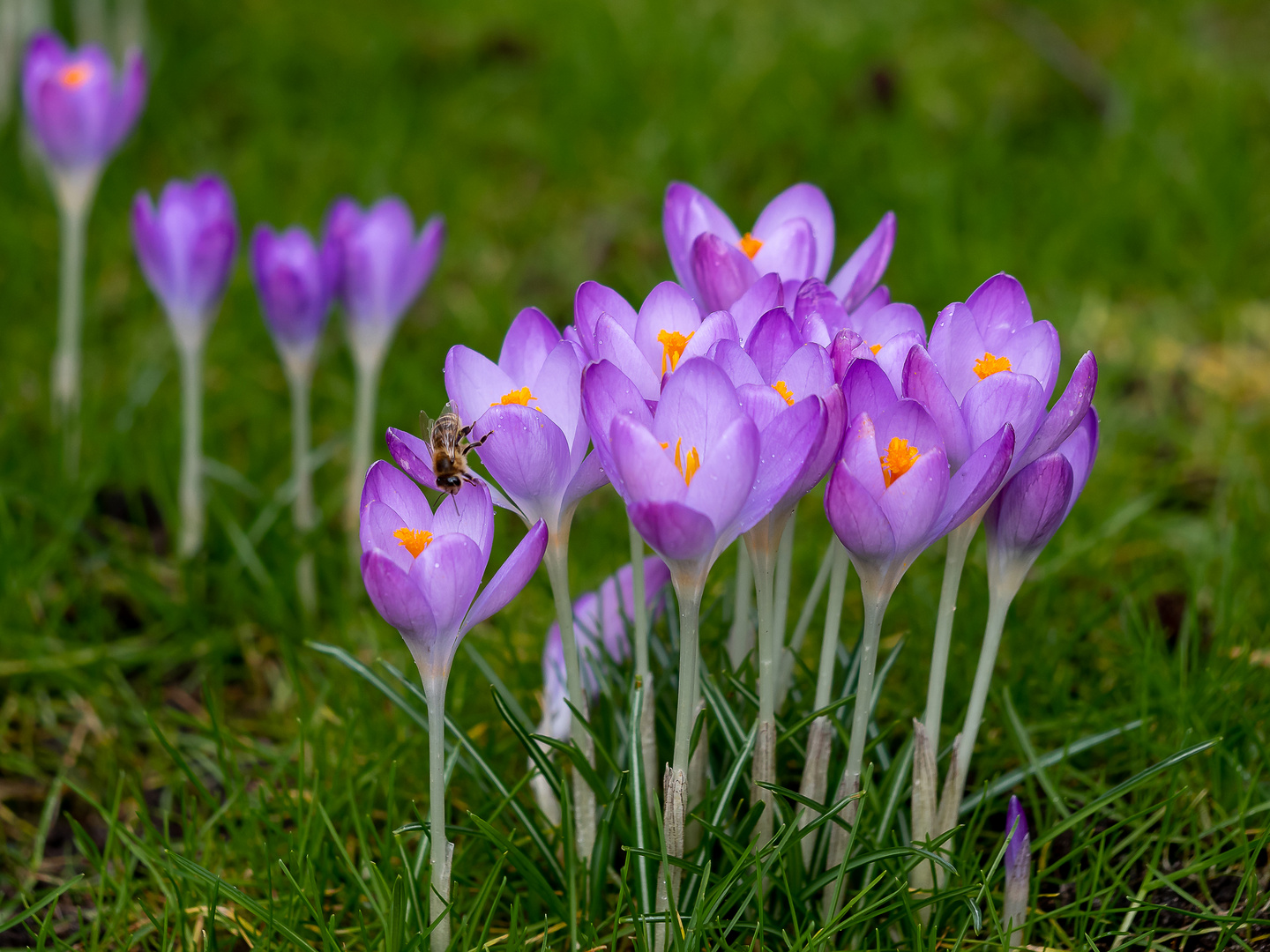 Das erste Bienchen auf Nektarsuche