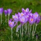 Das erste Bienchen auf Nektarsuche